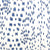 Les Touches Blue / 4x4" Fabric Swatch